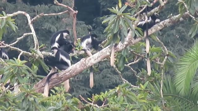 Black and White Colobus Monkeys смотреть онлайн