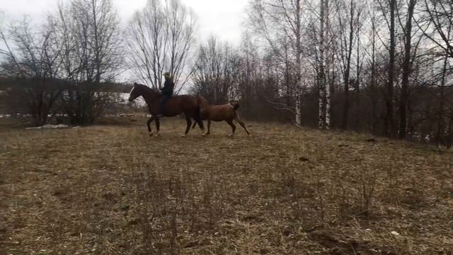 Молодого жеребца просто так не возьмешь смотреть онлайн