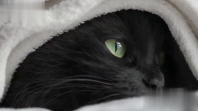 Черные кошки. Звуки кошки.Мяуканье черных котят смотреть онлайн