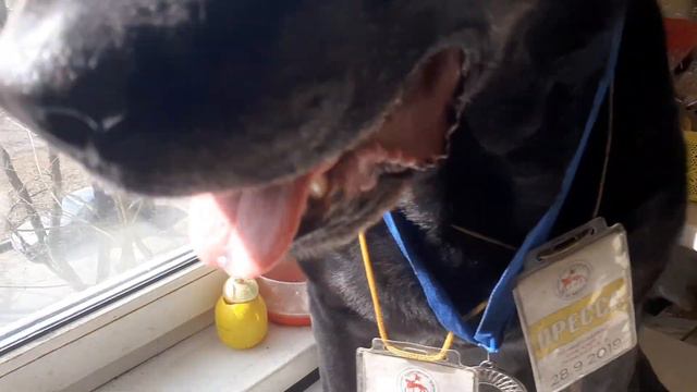 12 апреля  Коля Васин Владимир Рекшан UDO DIRKSCHNEIDER Castlerock Spb Жил Был Пес Музей Пса