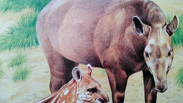Тапир.Из 📖Н. Сладкова :"Кто живёт в Южной Америке?"( звук ставить выше). смотреть онлайн
