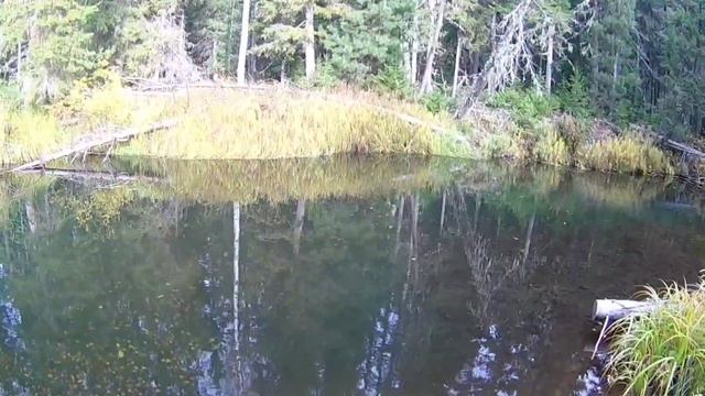 ЭТА МУХА КОСИТ КРУПНОГО ХАРИУСА!!! Рыбалка на хариуса, Сентябрь 2021 смотреть онлайн