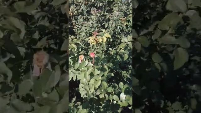 Джефф Гамильтон https://rose-bushes.ru/ смотреть онлайн