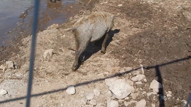 Карельский Зоопарк. смотреть онлайн