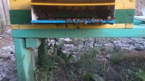 Сетчатое дно или глухое? Плюсы, минусы. Как переделать?