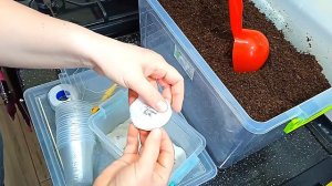 Семена ПЕРЦА и БАКЛАЖАНА буду сеять так! Проращивание семян, посев баклажанов в стаканчики.