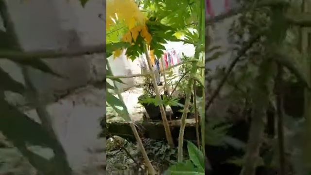BACKYARD UPDATE/ROAD UNDERCONSTRUCTION смотреть онлайн
