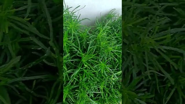 Hemigraphis repanda (Green) смотреть онлайн