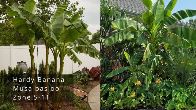 SUPER Cold Hardy Tropical Plants for Zones 5-7! смотреть онлайн