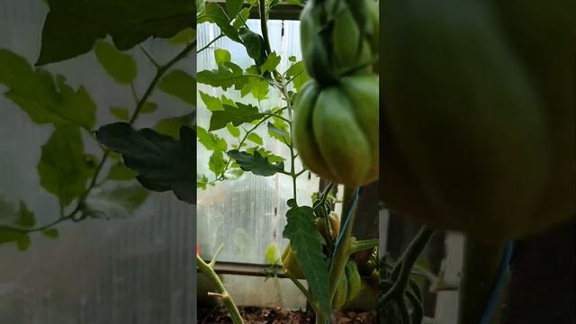 TOMATO ETOILE? смотреть онлайн