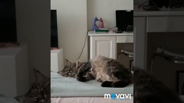 What kind of food do I buy for a cat !!! смотреть онлайн