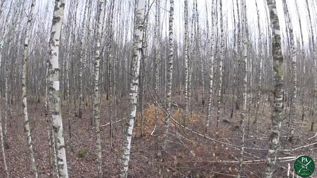 охота с эстонской гончей, выход второй,[случайная лиса] смотреть онлайн