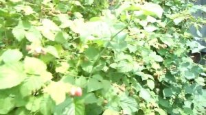 малина на шпалере. так сможет каждый, видео для начинающих .