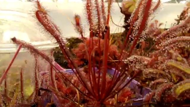 Drosera Capensis 'Red' ~ The Cape Sundew, Carnivorous Plant
