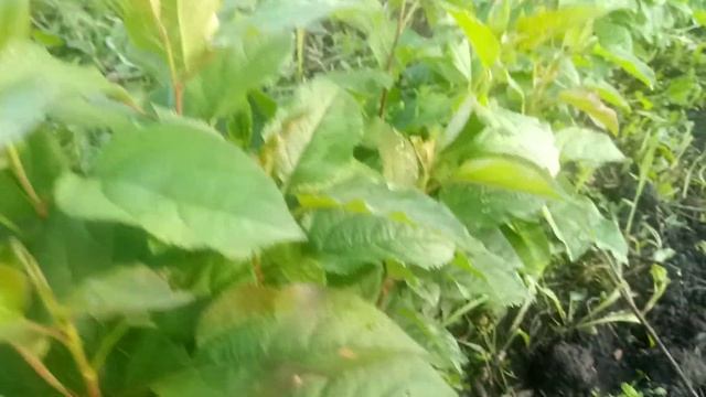 Как мы выращиваем подвои яблонь и груш. смотреть онлайн