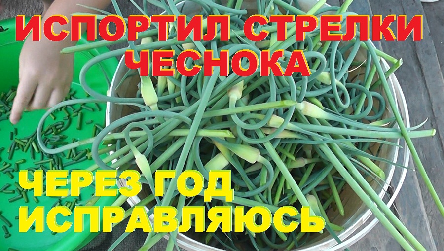 Испортил стрелки чеснока. Через год исправляюсь. смотреть онлайн