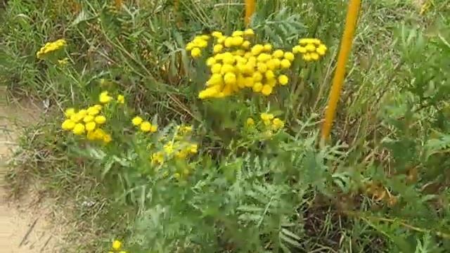 Опыление шмелями пижмы обыкновенной. Bumblebees pollinate tansy! смотреть онлайн