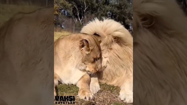 VID_20231115_152219_571.mp4 смотреть онлайн