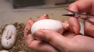 Вскрываем яйца все до одного! Рождение змей / Разведение тонкохвостых полозов Blue beauty Часть 4