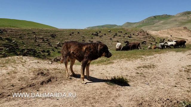 Отара из Шахритуса на перегоне, аборигенные САО Таджикистана - саги дахмарда смотреть онлайн