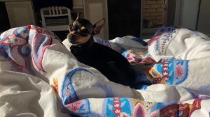 Самые маленькие собачки в мире. Миниатюрные породы собак.