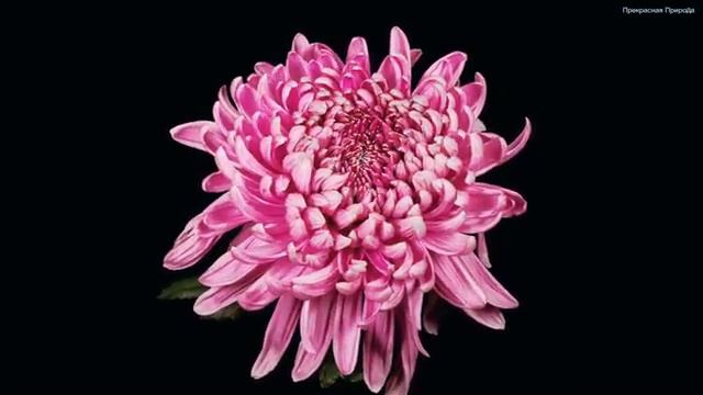 Расслабляющая музыка для души! Самая красивая музыка в мире! Самая красивая музыка Сергей Грищук #7 смотреть онлайн