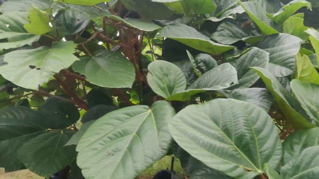 Anjir fruits Common fig Ficus carica смотреть онлайн