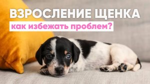В вашей жизни появился ЩЕНОК🐾  Какие ПРОБЛЕМЫ могут возникнуть в воспитании и как их РЕШИТЬ✅