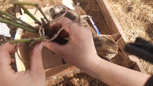 Посылка с шикарнейшими розами от Анечки ( РОЗЫ, творчество в саду и не только). Очень довольная!))) смотреть онлайн