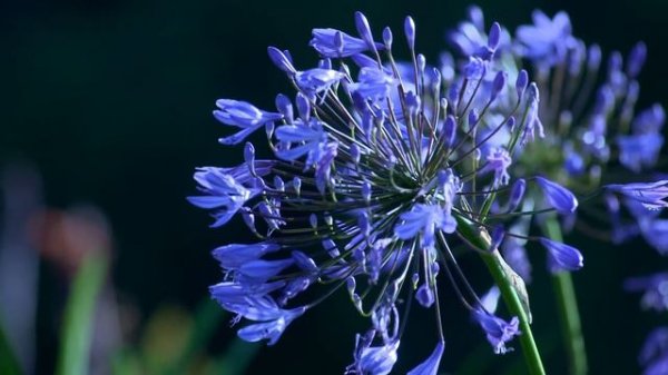 Beethoven - Egmont Overture- Kevin Mac Leod  /keva/