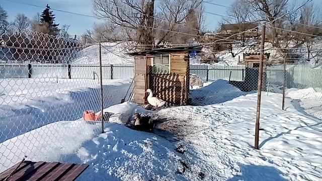 Гусак дерётся с гусыней. Опять мороз. Яиц стало больше. смотреть онлайн