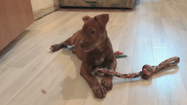 Купирование ушей ДО/ПОСЛЕ - Щенок питбуля 2 месяца || BEFORE/AFTER floppy vs. cropped pitbull ears смотреть онлайн