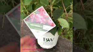 Гортензия Руби Аннабель-Ruby Annabel-invincibelle Ruby