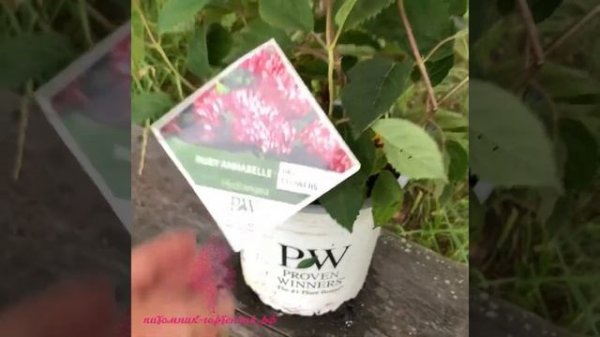 Гортензия Руби Аннабель-Ruby Annabel-invincibelle Ruby