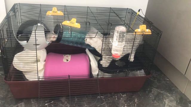 Наглость-второе счастье :) смотреть онлайн