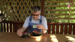 Урожай арбузов в Сибири. Сортовые арбузы и гибридные арбузы. Выращивание бахчевых #3