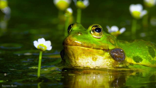 FLYING OVER COSTA RICA 4K UHD - Relaxing Music Along With Beautiful Nature Videos - 4K Video Ultra смотреть онлайн