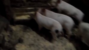 Как начинать кормить подсосных поросят.Когда нужно отлучать поросят от свиноматки.