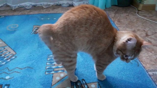 Лучик - домашний царь? смотреть онлайн