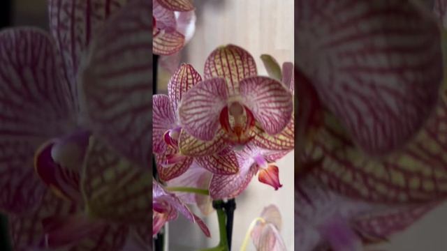 Орхидея «Ravello» смотреть онлайн