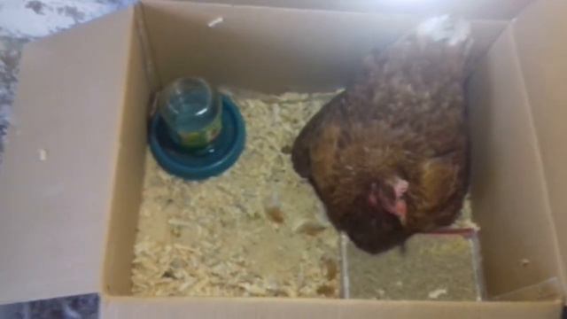 Курка і курчата. Курчат не видно. Учора народились курчата 🐣 смотреть онлайн