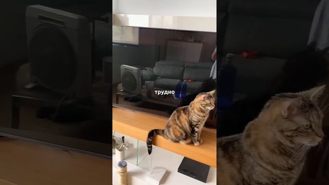 История про плёнку для телевизора смотреть онлайн