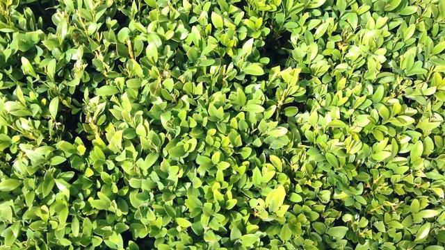 ✿Самшит. Декоративная орезка➽ ✿ℛоманова ДАЧА смотреть онлайн