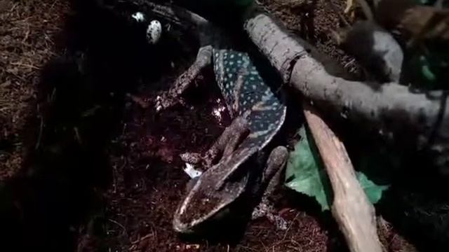 Контактно-терапевтический зоо-центр 