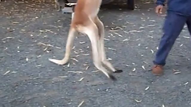 Вы удивитесь на что способна эта кенгуру смотреть онлайн