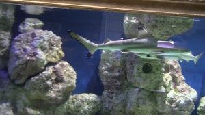 Рифовые акулы в аквариуме нашего магазина