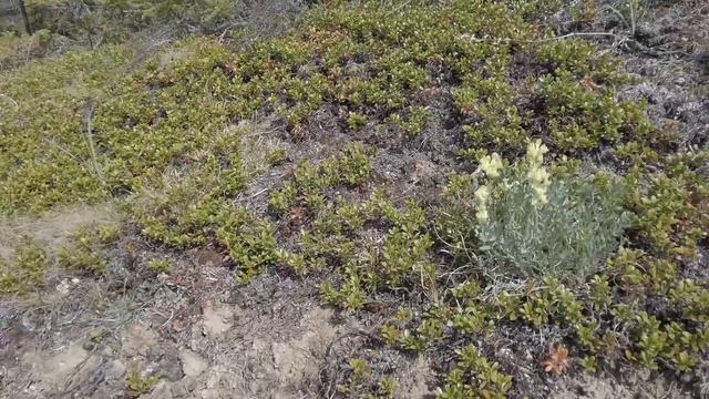 Alluvial fan hike, Muncho Lake area, Alaska Highway, British Columbia, Canada смотреть онлайн