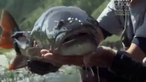 Ловля Монстра. Таймень