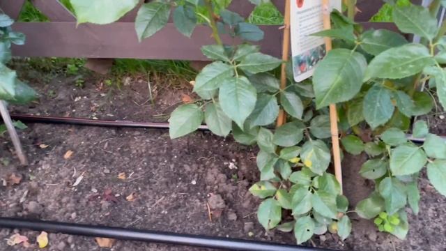 Tropfschlauch von Gardena, Gartenbewässerung, bequem Blumen & Pflanzen bewässern, Micro-Drip-System смотреть онлайн