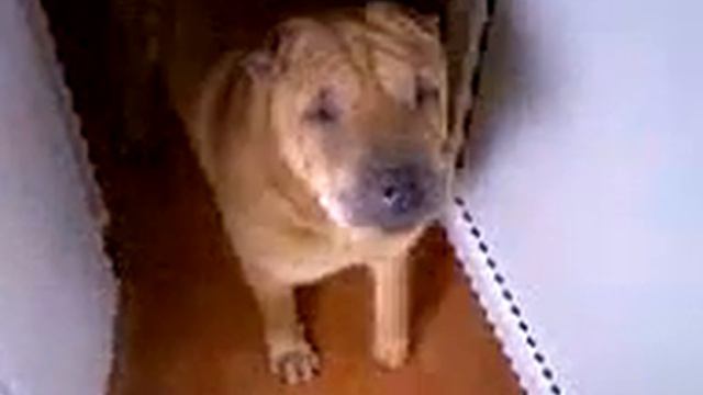 Игнат и Лиза смотреть онлайн